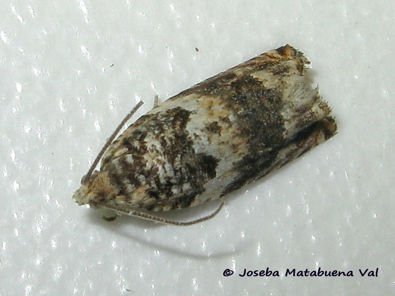 Tortricidae da id. Gypsonoma imparana